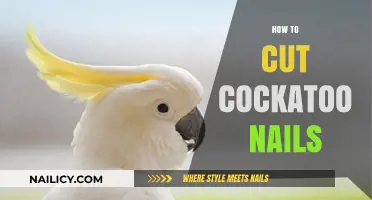 Trimming Cockatoo Nails: A Step-by-Step Guide