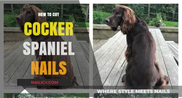 Trimming Nails: A Guide for Cocker Spaniels