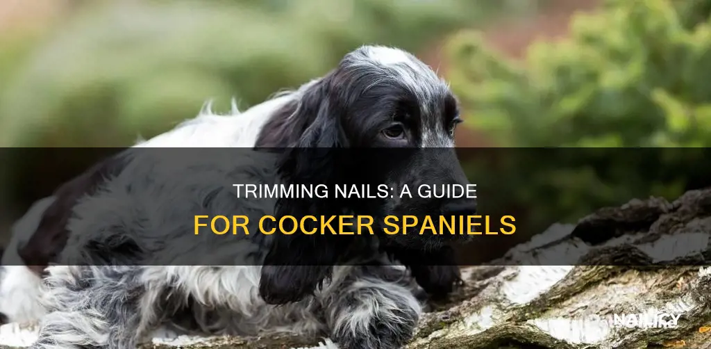 how to cut cocker spaniel nails