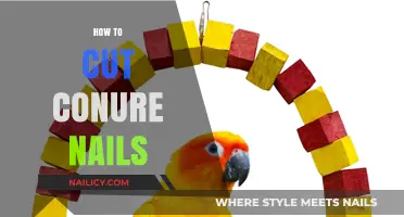Trimming Your Conure's Nails: A Step-by-Step Guide