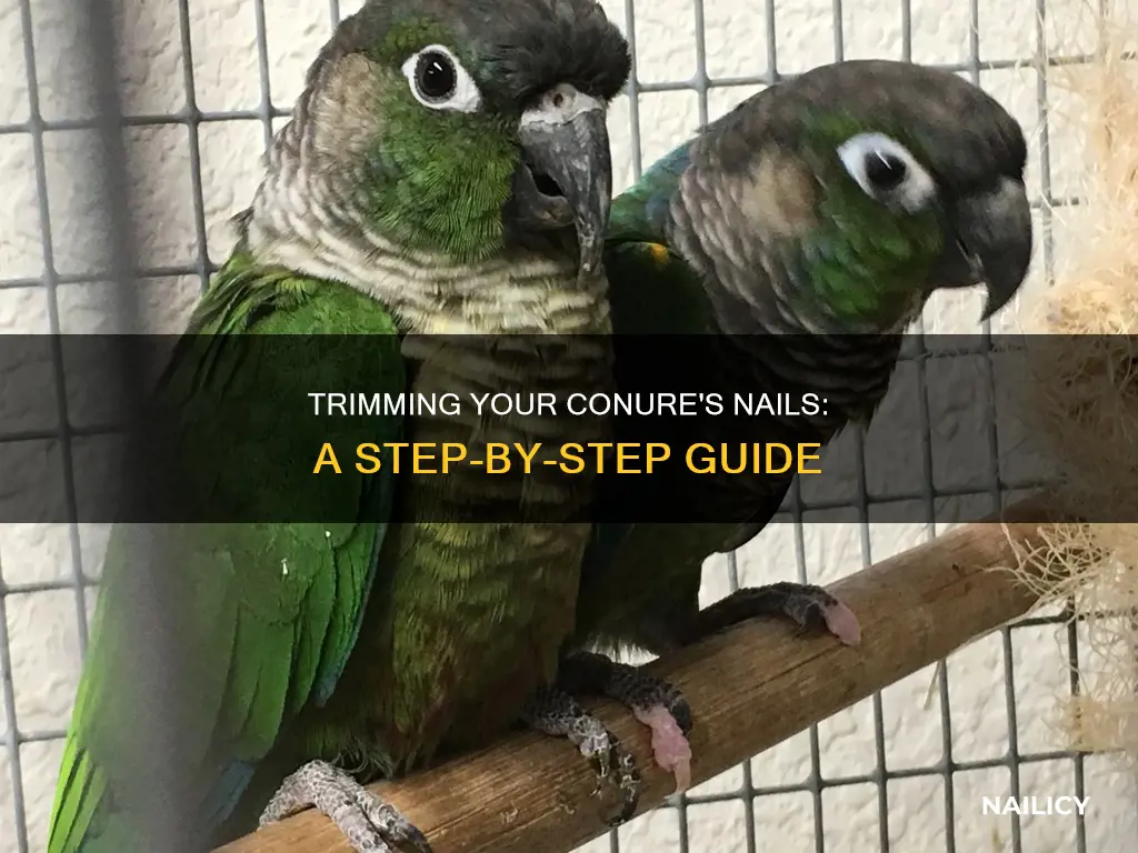 how to cut conure nails