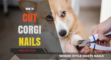 Trimming Your Corgi's Nails: A Step-by-Step Guide
