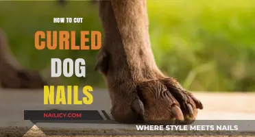 Trimming Curled Dog Nails: A Step-by-Step Guide