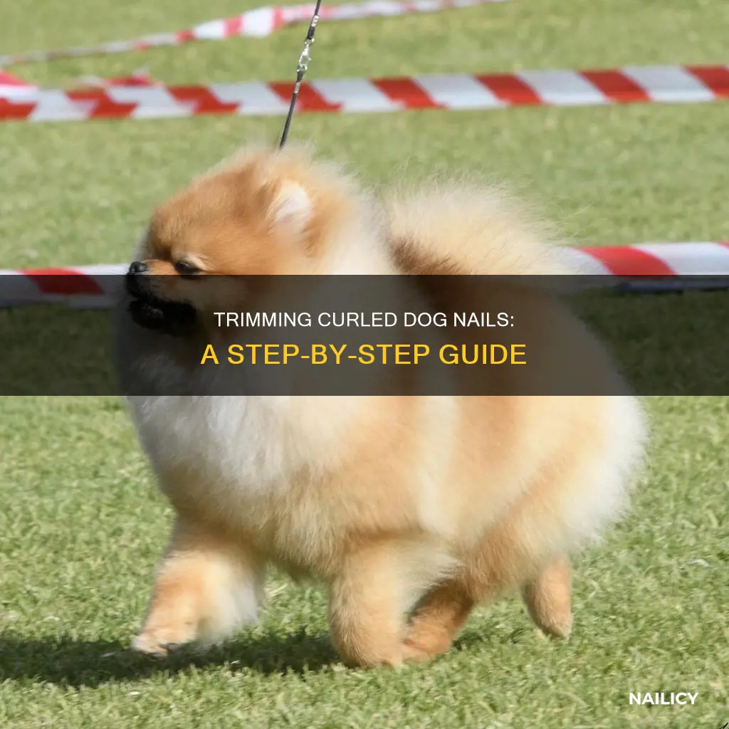 how to cut curled dog nails