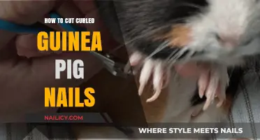 Trimming Curled Nails: A Safe Guide for Your Guinea Pig