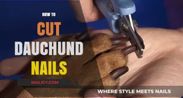 Dachshund Nail Care: A Step-by-Step Guide