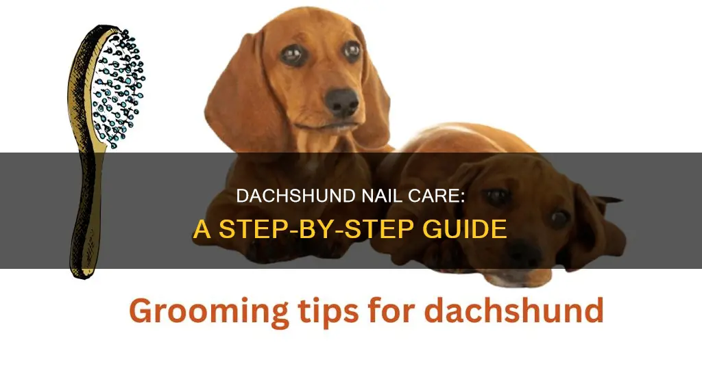 how to cut dauchund nails
