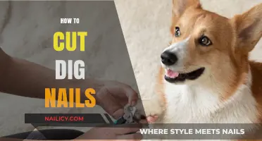 Trimming Dog Nails: A Quick Guide to Nail Care