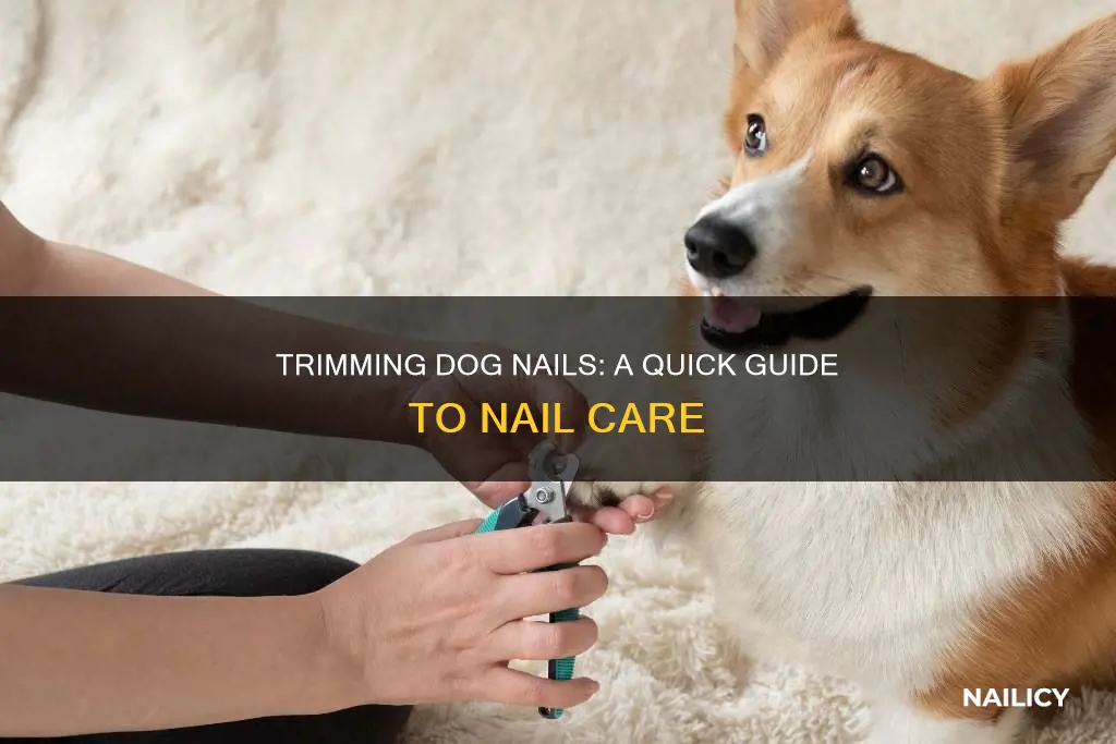 how to cut dig nails