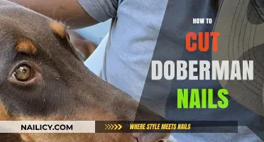 Trimming Doberman Nails: A Step-by-Step Guide