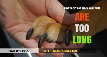 Trimming Black Dog Nails: A Safe and Easy Guide