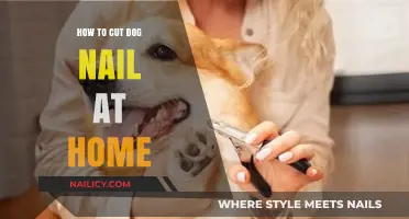 Trimming Dog Nails: A Simple Guide for Home Grooming