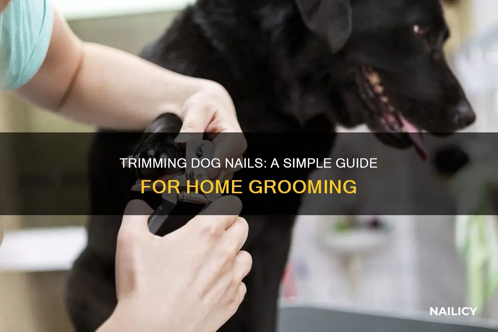 how to cut dog nail at home
