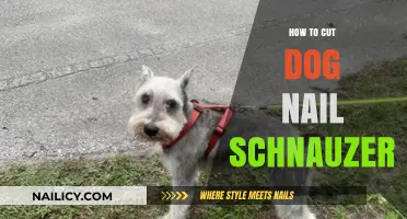 Trimming Schnauzer Nails: A Step-by-Step Guide