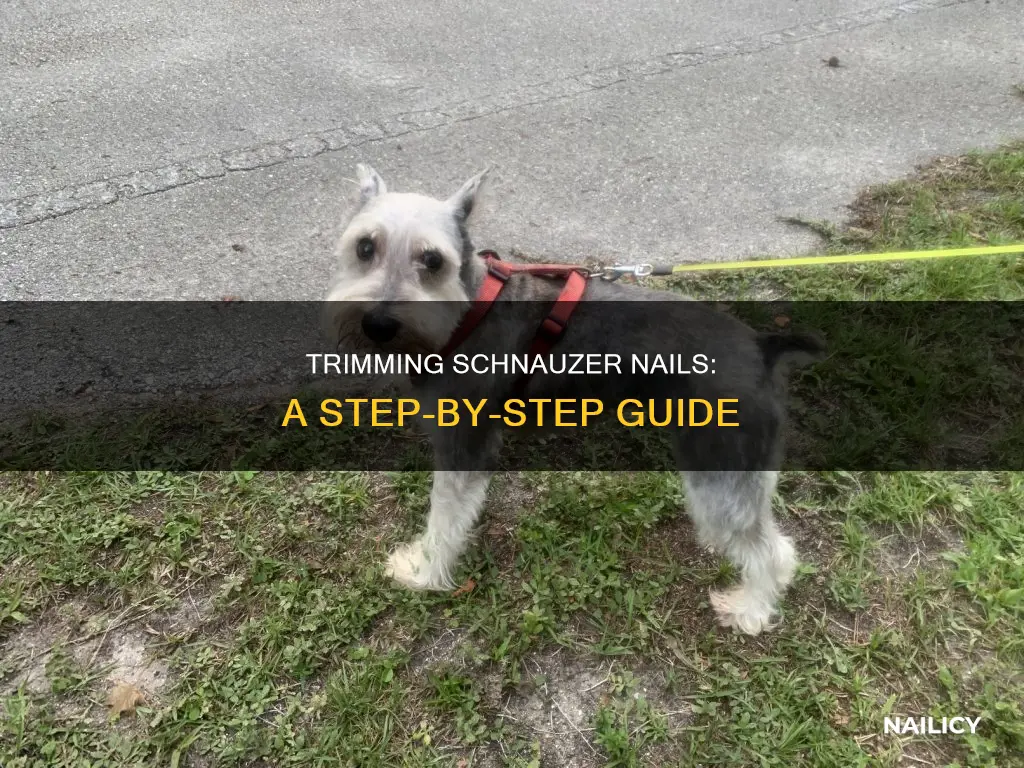 how to cut dog nail schnauzer
