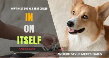 Trimming Curled Dog Nails: A Step-by-Step Guide
