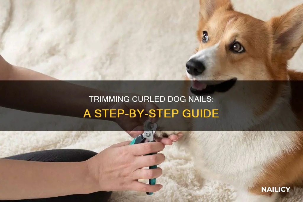 how to cut dog nail that curled in on itself