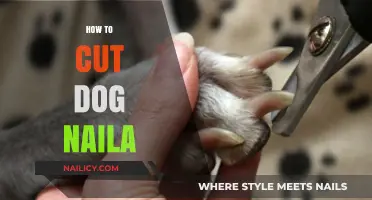 Trimming Dog Nails: A Step-by-Step Guide