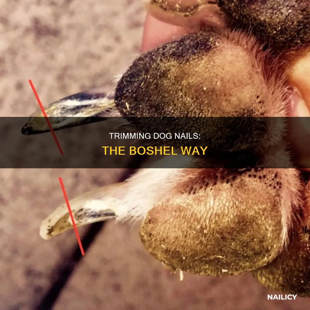 how to cut dog nails boshel