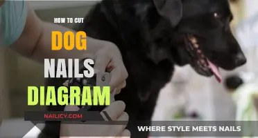 Clipping Dog Nails: A Step-by-Step Guide