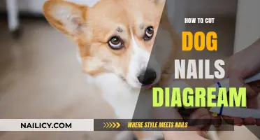 Trimming Dog Nails: A Step-by-Step Guide