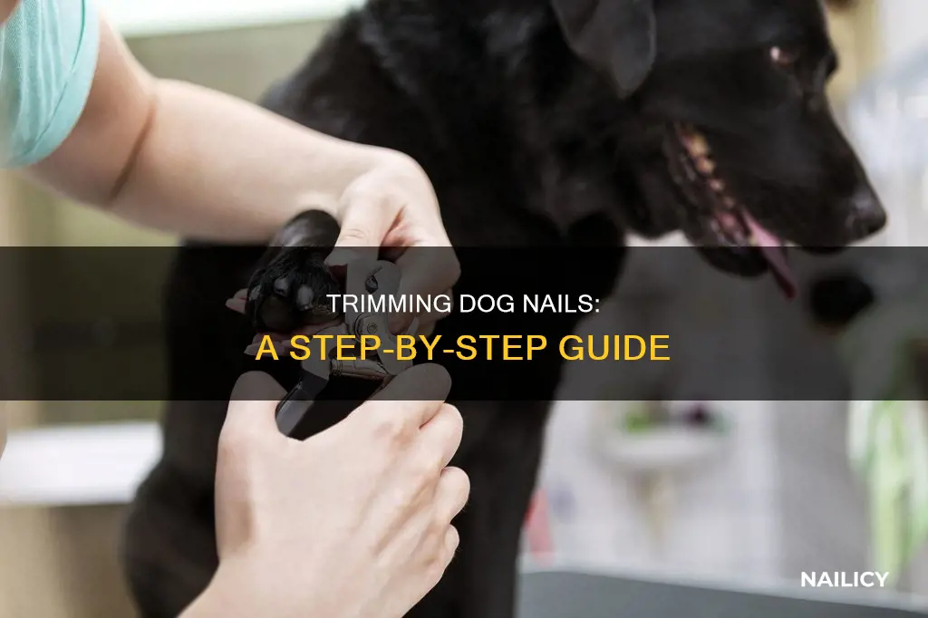 how to cut dog nails diagream