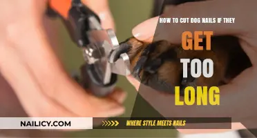 Safely Trimming Your Dog's Overgrown Nails: A Step-by-Step Guide
