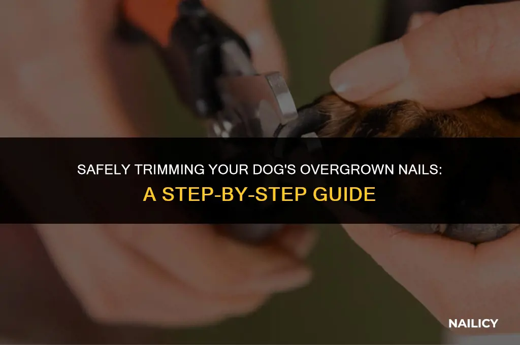 how to cut dog nails if they get too long