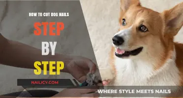 Trimming Dog Nails: A Step-by-Step Guide