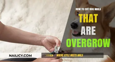 Trimming Your Dog's Overgrown Nails: A Step-by-Step Guide