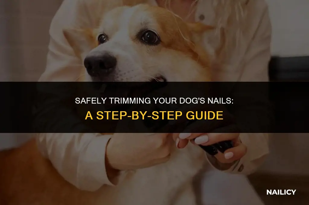 how to cut dog nails using nail cutter