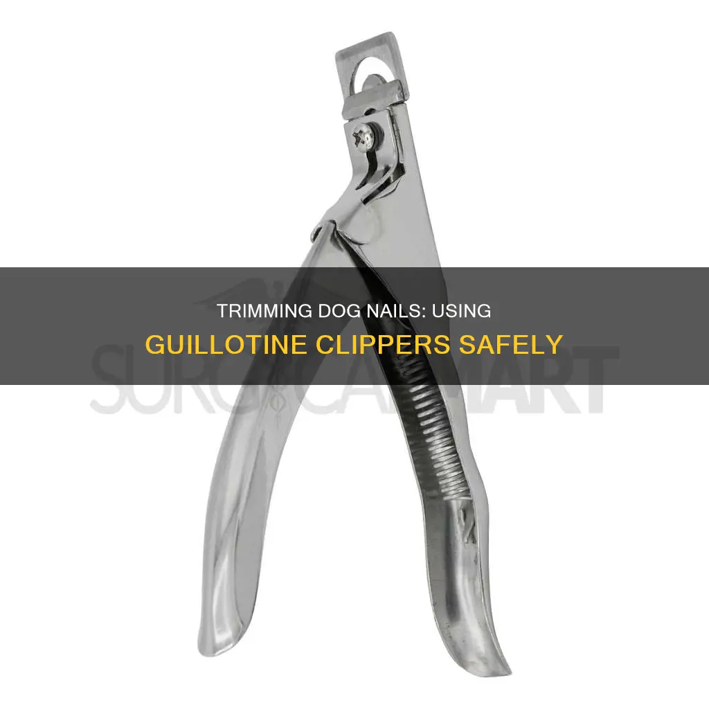 how to cut dog nails with guilotine clipper