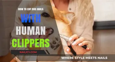 Trimming Dog Nails: Using Human Clippers Safely