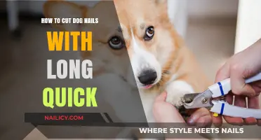 Trimming Dog Nails: Quick and Safe Techniques