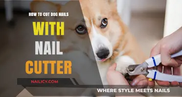 Trimming Dog Nails: Using a Nail Cutter Safely