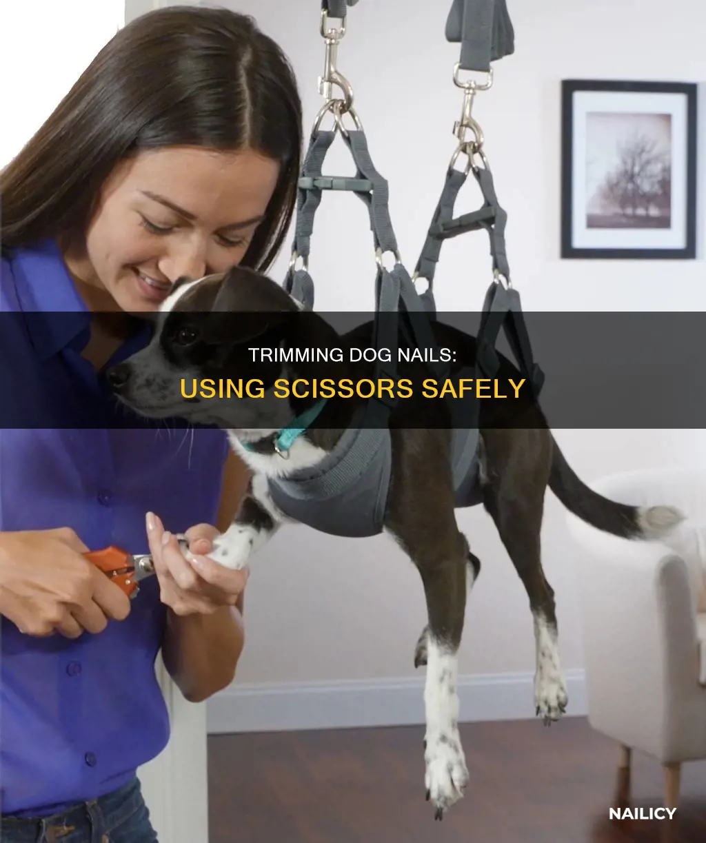 how to cut dog nails with scissors
