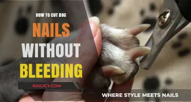 Trimming Dog Nails: A Pain-Free Guide