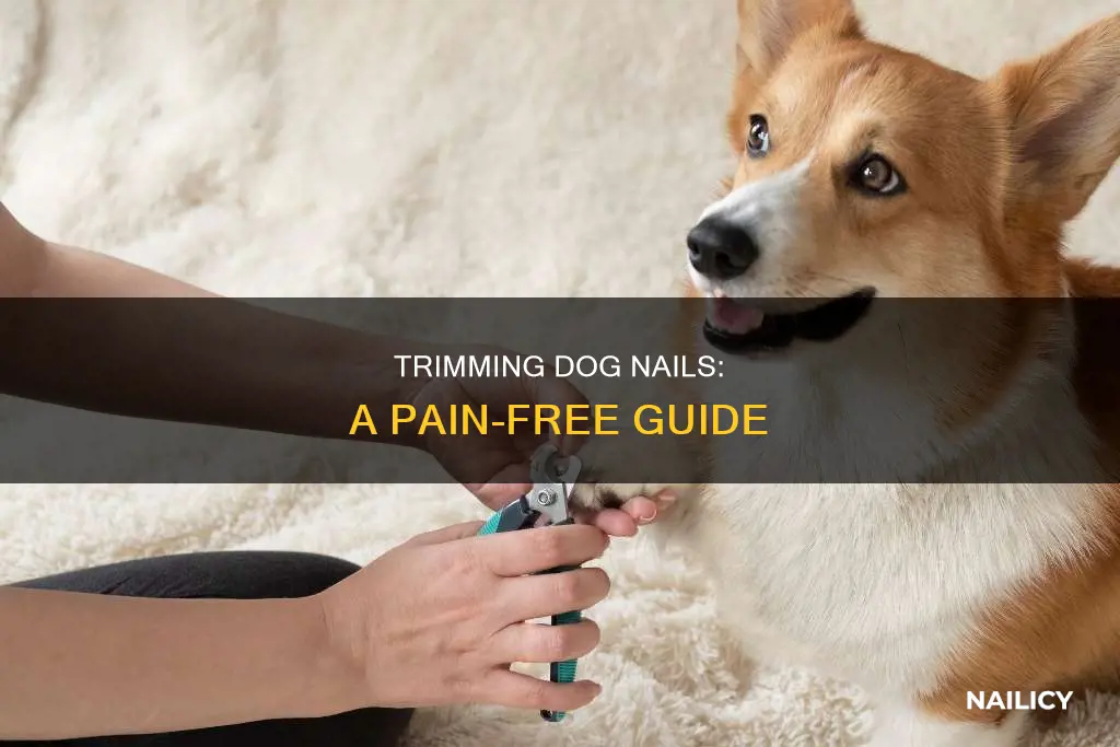 Trim Yellow Dog Nails Without Stress photo