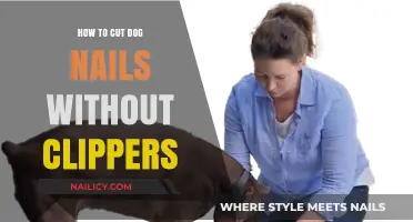 Trimming Dog Nails Safely: No Clippers Required