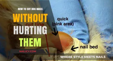 Clipping Dog Nails: Safe and Easy Techniques