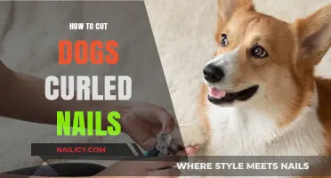 Trimming Curled Dog Nails: A Step-by-Step Guide