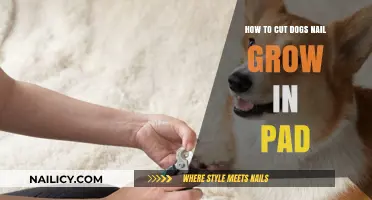Trimming Nails: A Guide for Dog Paw Health