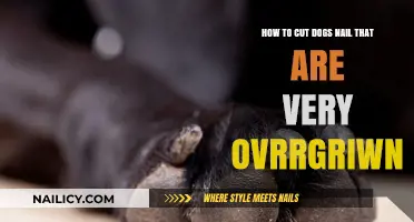 Trimming Overgrown Nails: A Step-by-Step Guide for Dogs