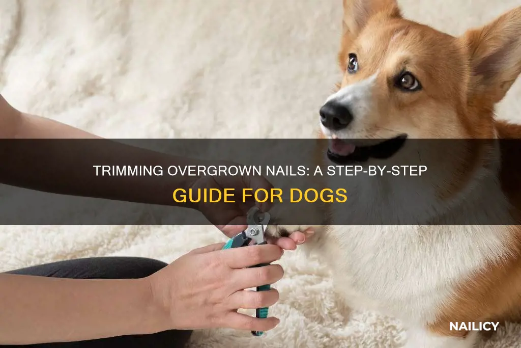 how to cut dogs nail that are very ovrrgriwn