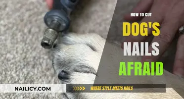 Calmly Clipping Your Dog's Nails: Overcoming Fear and Anxiety
