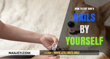 Trimming Your Dog's Nails: A Step-by-Step Guide