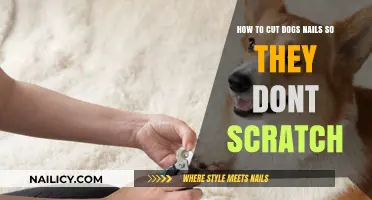 Trimming Dog Nails: Stop Scratching and Start Trimming