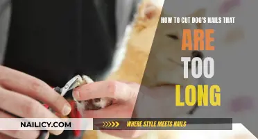 Trimming Your Dog's Nails: A Quick and Easy Guide