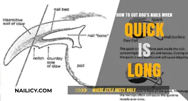Trimming Dog Nails: Quick Solutions for Long Quick