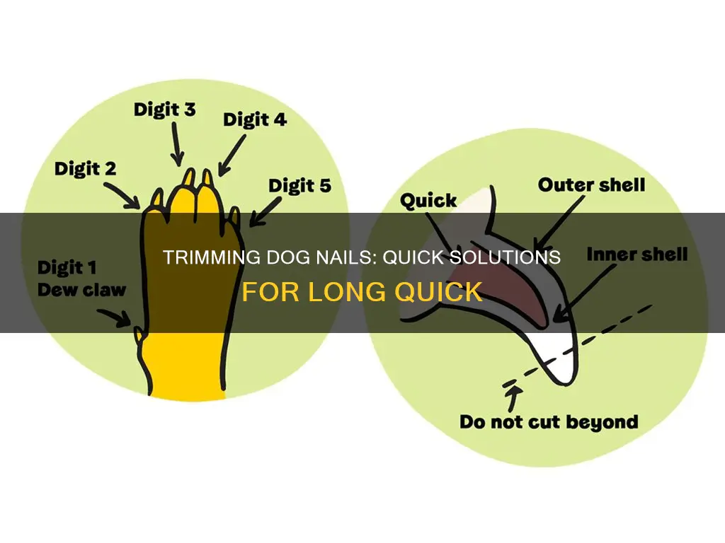 Picture of Trimming Dog Nails: Quick Solutions For Long Quick | Nailicy